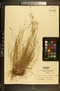 Carex retroflexa image