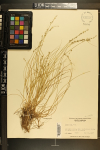 Carex rosea var. radiata image