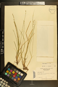 Carex seorsa image