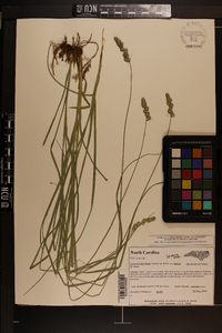 Carex muehlenbergii var. enervis image