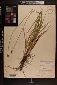 Carex muehlenbergii var. enervis image