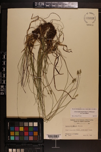 Carex muehlenbergii var. enervis image