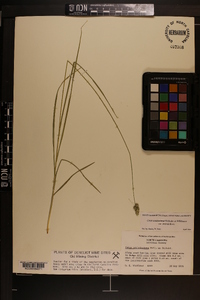 Carex muehlenbergii var. enervis image