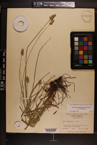 Carex muehlenbergii var. muehlenbergii image