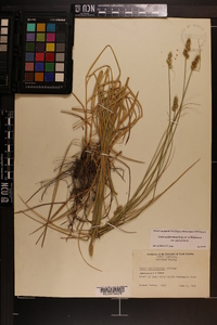 Carex muehlenbergii var. enervis image