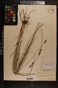 Carex muehlenbergii var. enervis image