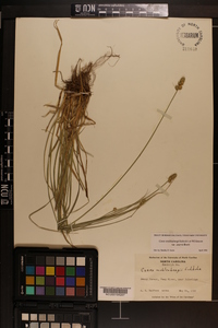 Carex muehlenbergii var. enervis image