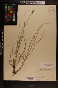 Carex muehlenbergii var. muehlenbergii image