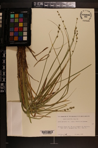 Carex muricata var. ruthii image