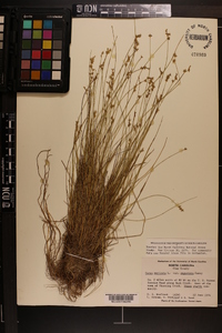 Carex muricata image