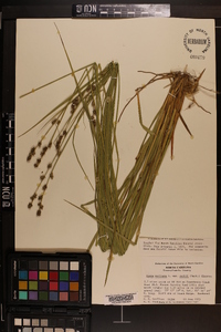 Carex muricata var. ruthii image