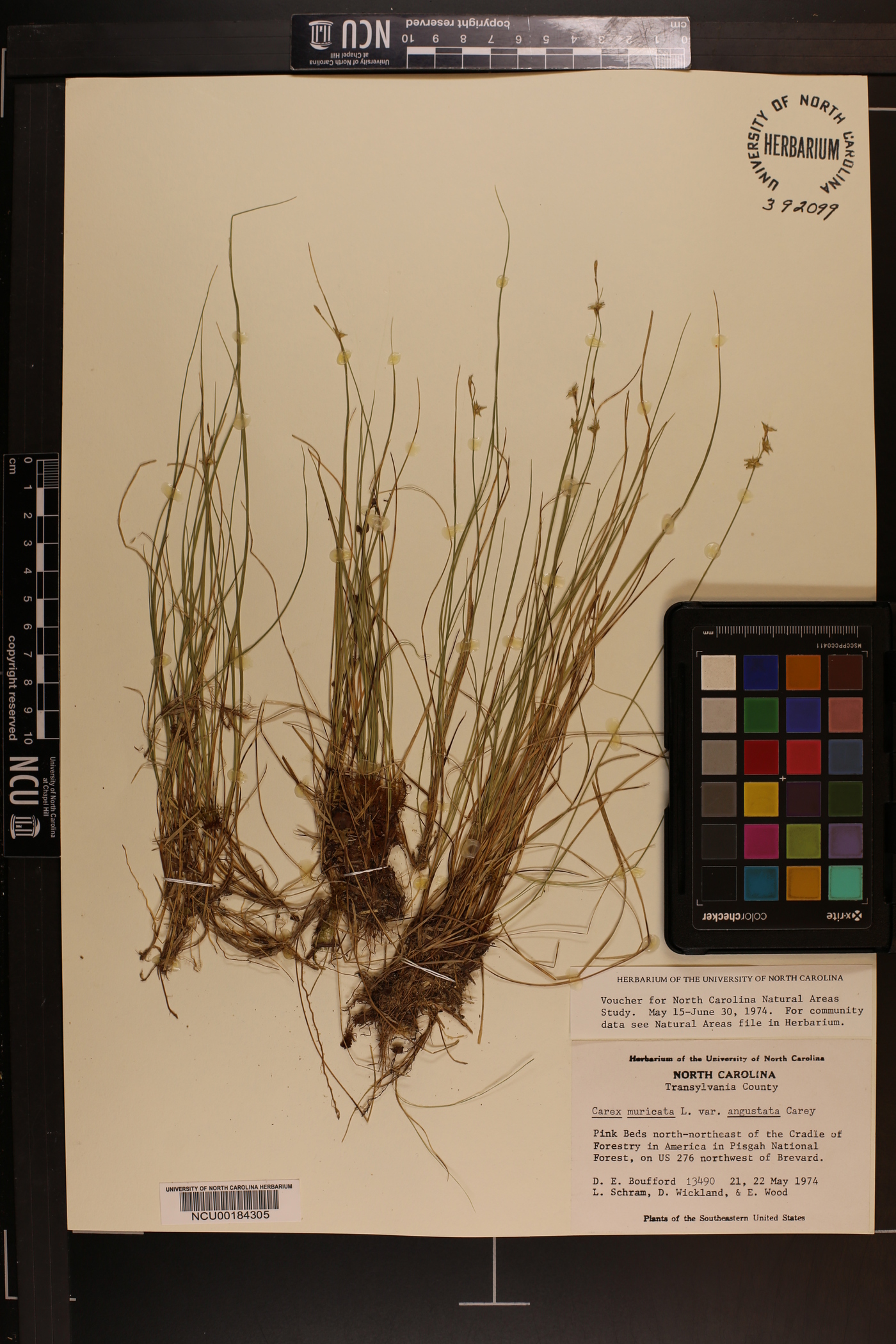 Carex muricata image