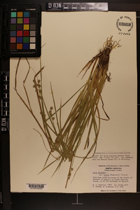 Carex muricata var. ruthii image