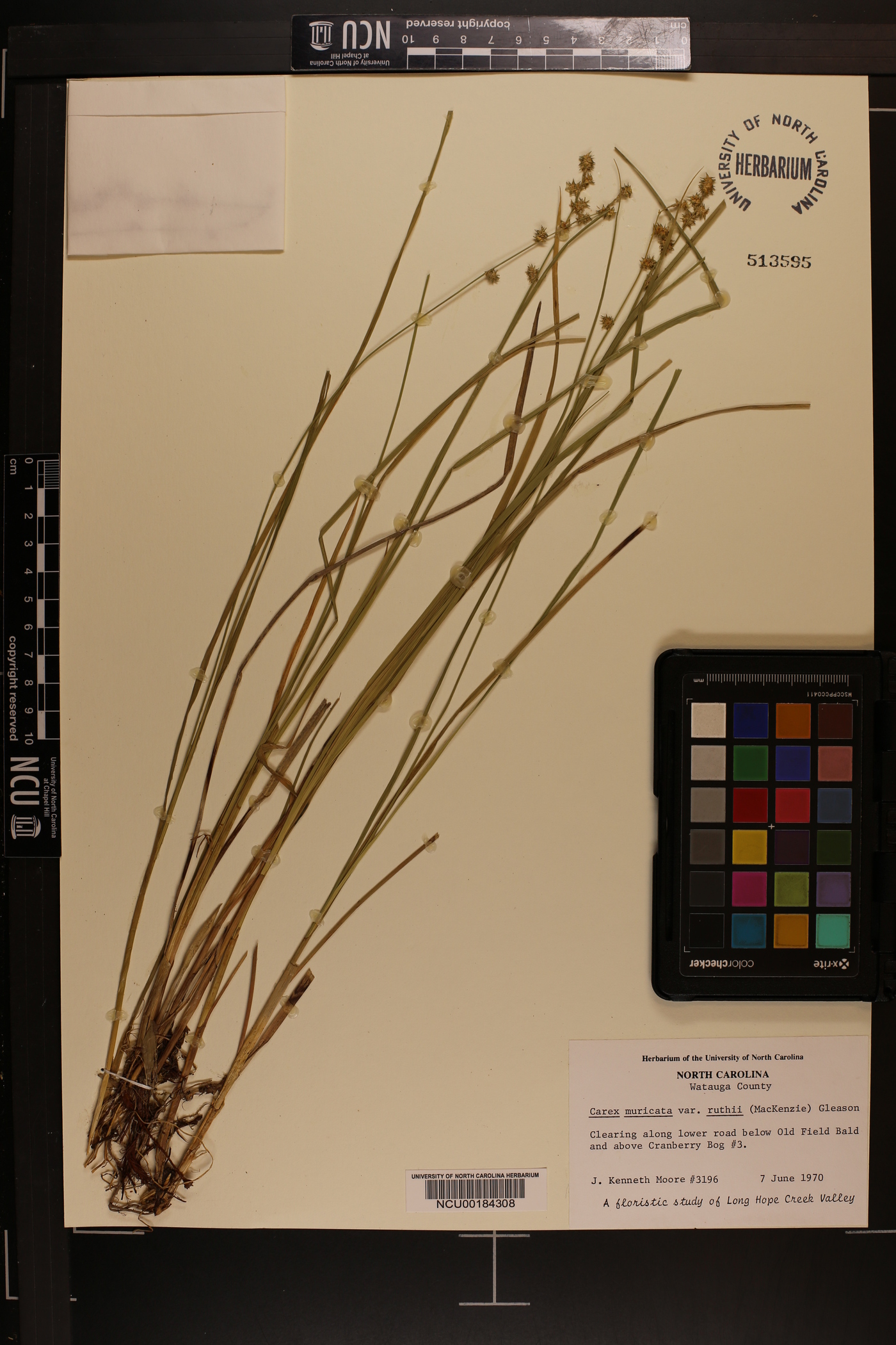 Carex muricata var. ruthii image