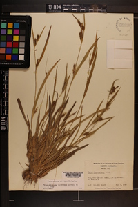 Carex glaucodea image