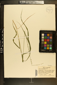 Uniola sessiliflora image