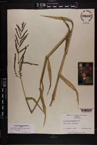 Urochloa mutica image