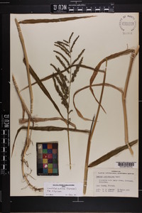 Urochloa mutica image