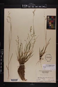 Steinchisma hians image
