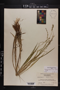 Steinchisma hians image