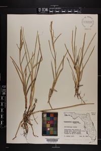 Stenotaphrum secundatum image