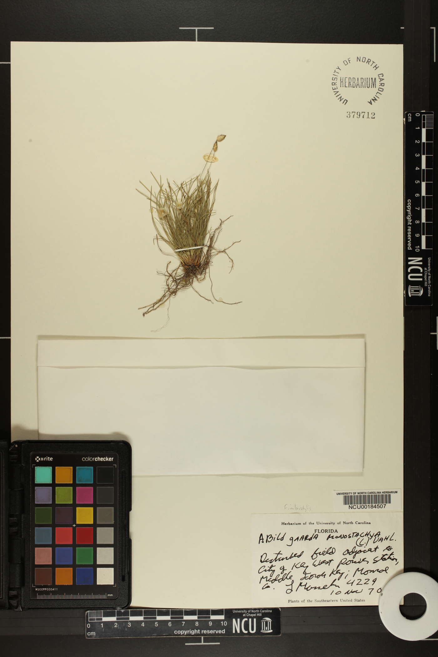 Abildgaardia monostachya image
