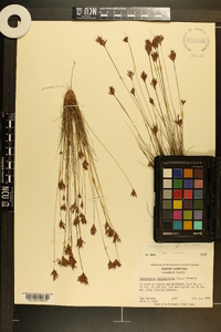 Bulbostylis coarctata image