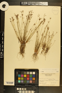 Bulbostylis ciliatifolia image