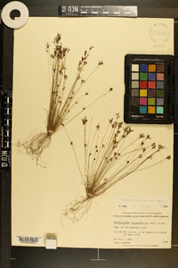 Bulbostylis ciliatifolia image