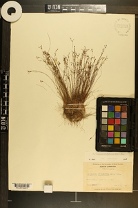 Bulbostylis ciliatifolia image