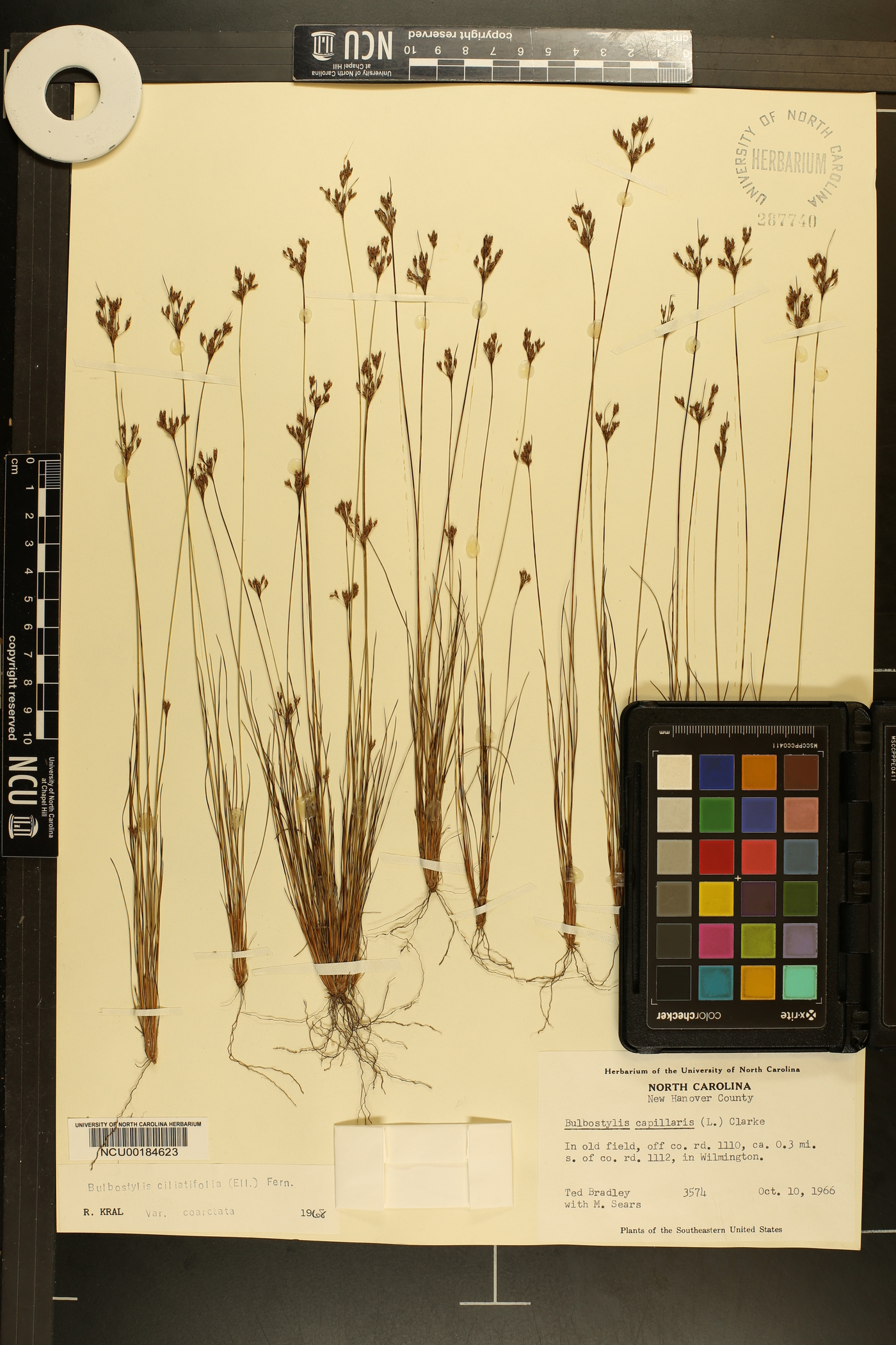 Bulbostylis coarctata image