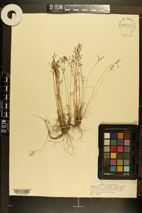 Bulbostylis ciliatifolia image