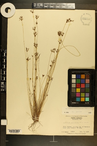 Bulbostylis coarctata image