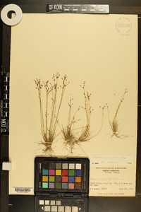 Bulbostylis ciliatifolia image