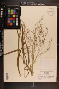 Glyceria canadensis image