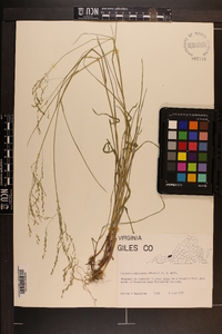 Glyceria melicaria image