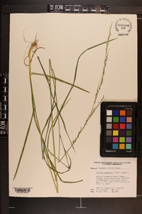 Glyceria melicaria image