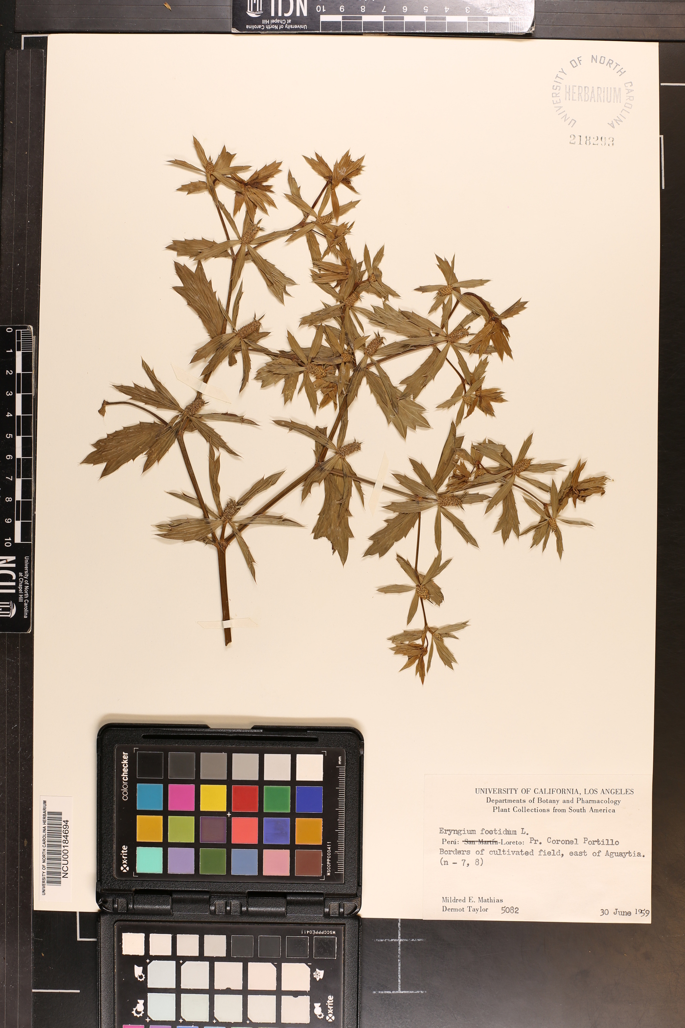 Eryngium foetidum image