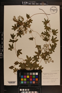 Lygodium palmatum image