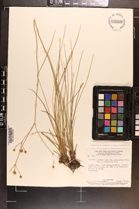 Image of Eryngium juncifolium