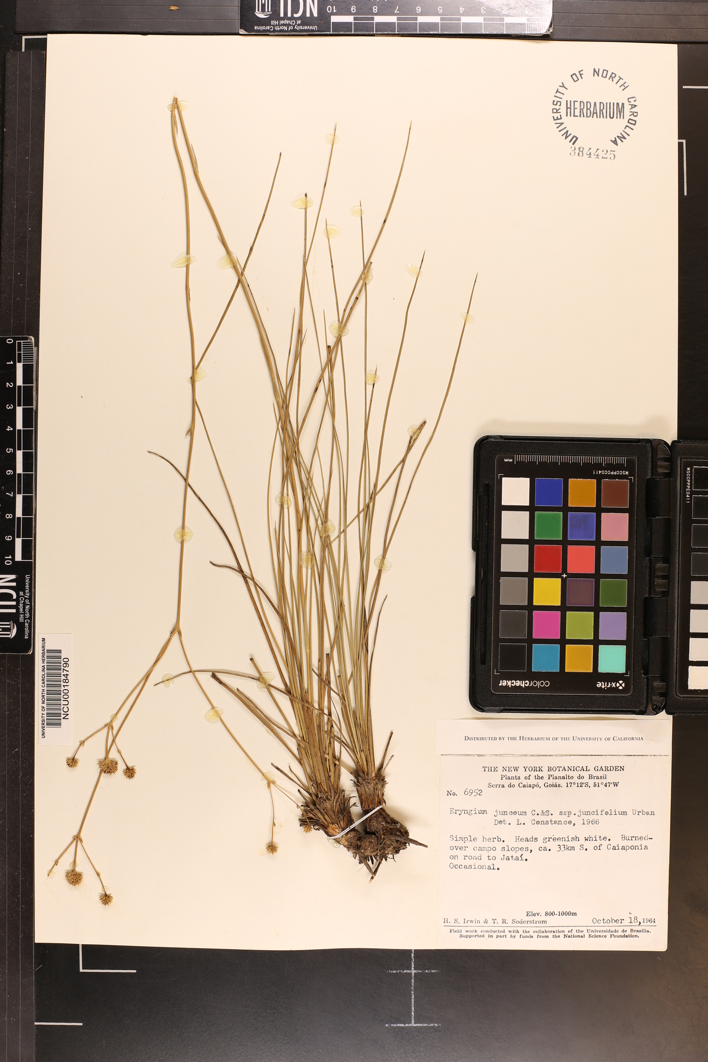 Eryngium juncifolium image