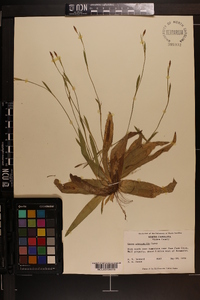 Carex platyphylla image