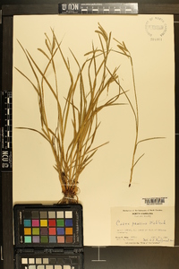 Carex prasina image