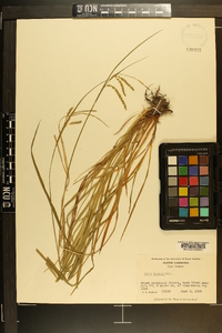 Carex prasina image