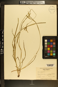 Carex prasina image