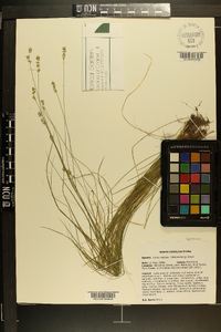 Carex radiata image