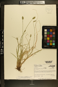 Carex retroflexa image