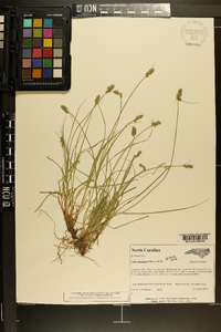 Carex retroflexa image