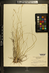 Carex retroflexa image