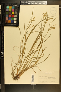 Carex prasina image